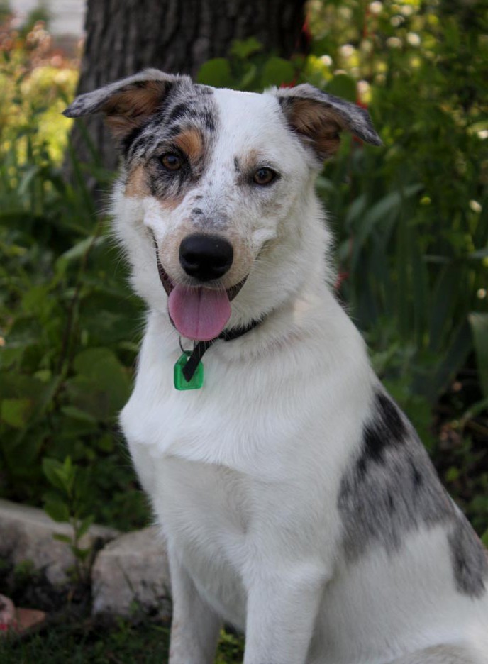 sadie-aussie