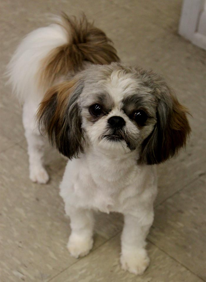 pery-shih-tzu