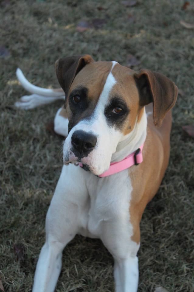 Bella Dan-Boxer