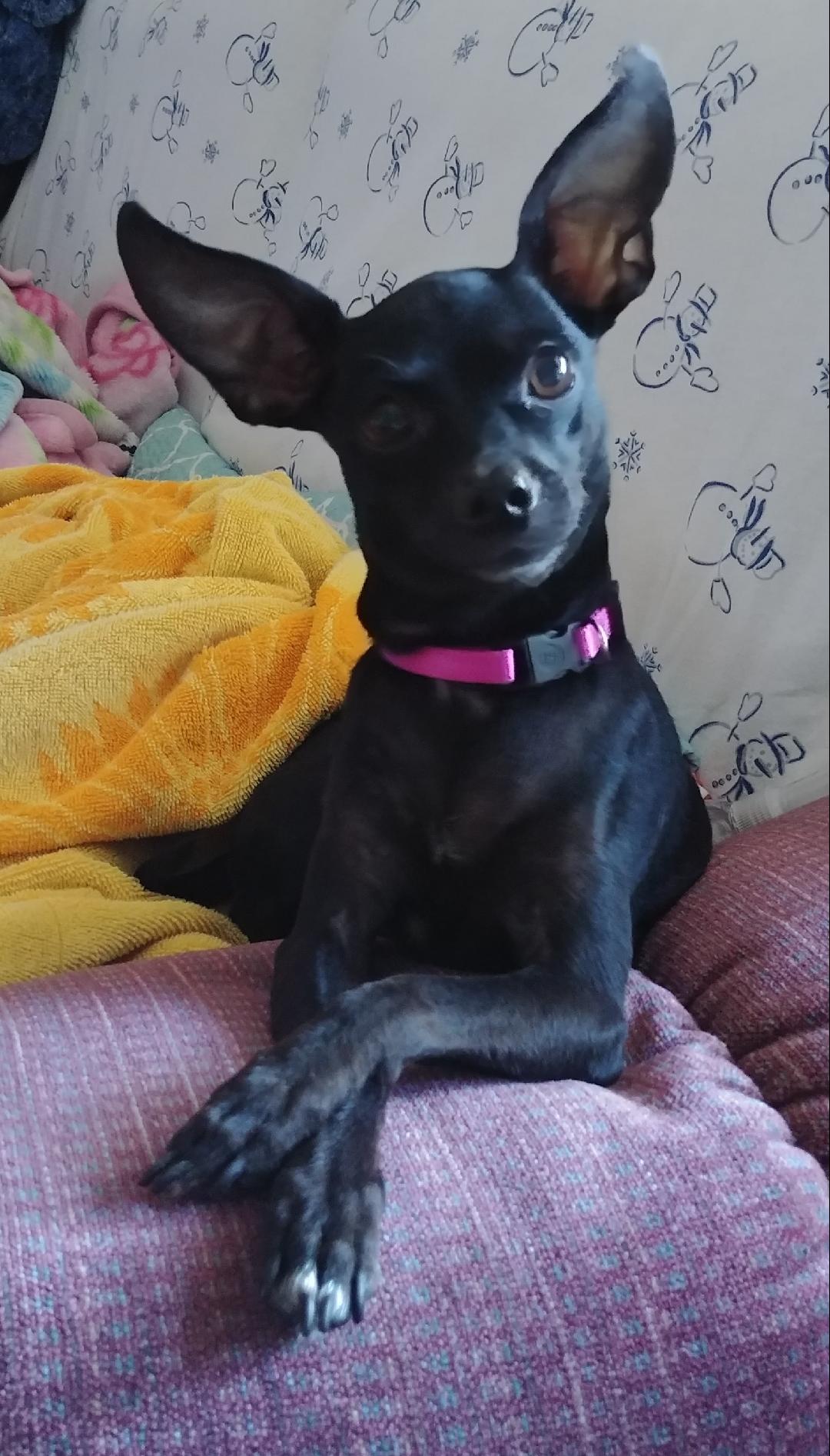 Abbie minpin mix 2019