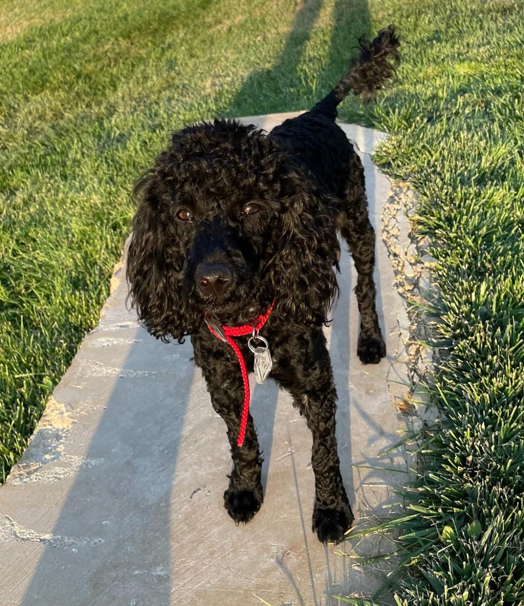 Roxie