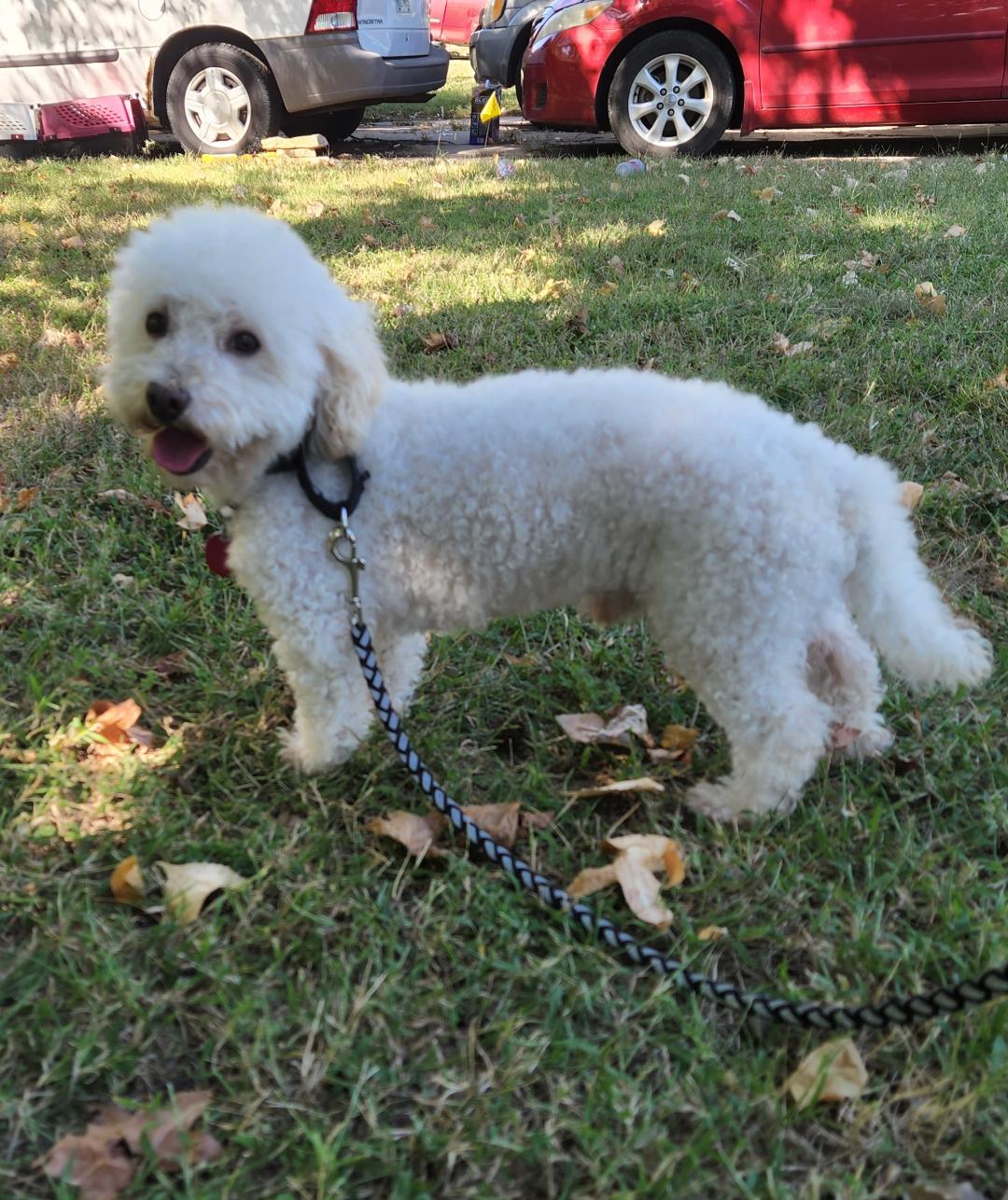 TeddyBichon